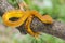 Yellow flat-nosed viper ( Craspedocephalus ) hanging on a branch. beautiful colored venomous pit viper