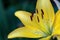 Yellow flawless lily blossom with stamen and stamp