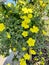 yellow flax a himalayan flower , india