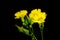 Yellow Fleabane flower on blue sky background