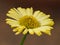 Yellow fleabane flower, Erigeron aureus Canary Bird