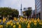 Yellow flight tulip with water dew and blur tv tower, Nagoya