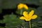 Yellow Floating Heart Nymphoides peltatum flower on Water