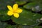 Yellow Floating Heart Nymphoides peltatum flower on Water