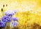 Yellow floral background with blue cornflowers