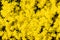 Yellow floral background of many abundantly blooming small flowers.