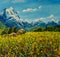 Yellow floral summer meadow on a background of blue snow-capped mountains. Blue sky. Mountain landscape oil painting. Impressionis