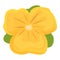 Yellow floret icon cartoon vector. Pansy flower