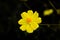 Yellow flowe  background.