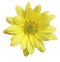 Yellow Flower