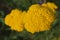 Yellow Flower Achillea Filipendulina