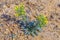 Yellow flower in the Altyn Emel Nature Park, Kazakhstan