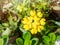 Yellow flower Alyssum caucasicum from the buttercup family