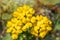 Yellow flower Alyssum caucasicum from the buttercup family