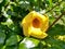 Yellow flower of angel`s trumpet