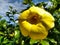 Yellow flower of angel`s trumpet