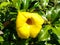 Yellow flower of angel`s trumpet