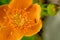 Yellow flower with an ant on a petal, top view, close-up