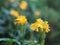 Yellow flower Aphelandra crossandra, Acanthaceae family blooming in garden on blurred nature background