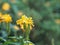 Yellow flower Aphelandra crossandra, Acanthaceae family blooming in garden on blurred nature background