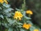 Yellow flower Aphelandra crossandra, Acanthaceae family blooming in garden on blurred nature background