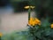 Yellow flower Aphelandra crossandra, Acanthaceae family blooming in garden on blurred nature background