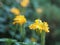 Yellow flower Aphelandra crossandra, Acanthaceae family blooming in garden on blurred nature background