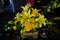 Yellow flower arrangement in a golden bowl, at the reception