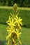 Yellow flower Asphodeline lutea in blossom