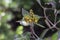 Yellow flower of Avicennia alba blume bloom on blur nature background.