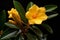 Yellow flower of Azalea on a black background close-up