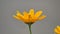 Yellow flower background. Beautiful daisy gerbera flowers outdoor