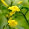 Yellow flower on background of blurred twigs plants