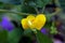 Yellow flower of bean, Adzuki bean, Yellow Corkscrew Vine, Vigna angularis