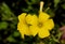 Yellow flower of Bermuda buttercup