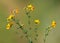 Yellow flower of bird`s-foot trefoil, Lotus corniculatus