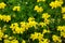 Yellow flower Birdsfoot Trefoil  Lotus Alpinus