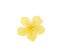 Yellow flower ,Bitter melon flower on white background