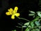 Yellow flower with black background