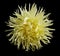 Yellow flower, black isolated background with clipping path. Closeup. Aster.