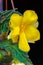 Yellow flower of blooming begonia.