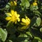 Yellow flower blooming - Caltha palustris, Kingcup, Marsh Marigold. Early spring blossom. Small golden flowers, perennial