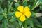 Yellow flower blooming in the garden, Ant on flower, ramgoat dashalong