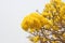 Yellow flower blooming,Golden Tree