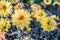 Yellow flower blooming on gray background. Autumn Chrysanthemum.