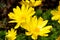 Yellow flower blooming. Outdoor view of Euryops pectinatus shrub, also called grey-leaved euryops, in the family Asteraceae. Daisy