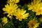 Yellow flower blooming. Outdoor view of Euryops pectinatus shrub, also called grey-leaved euryops, in the family Asteraceae. Daisy