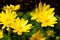 Yellow flower blooming. Outdoor view of Euryops pectinatus shrub, also called grey-leaved euryops, in the family Asteraceae. Daisy