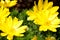 Yellow flower blooming. Outdoor view of Euryops pectinatus shrub, also called grey-leaved euryops, in the family Asteraceae. Daisy