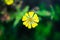 Yellow flower blooming towards sky and i captured it from top view.